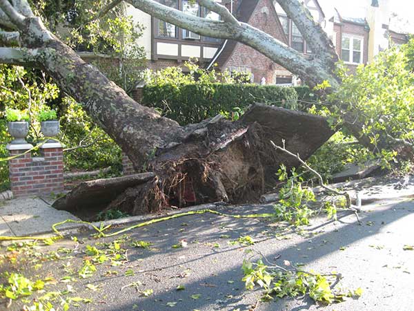 Tree Surgeons - Storm Damage Call Out