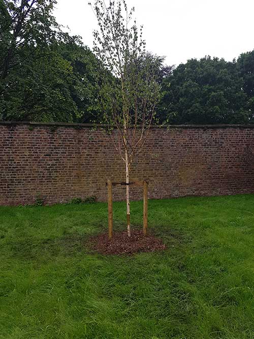 WSH Services - Tree Planting